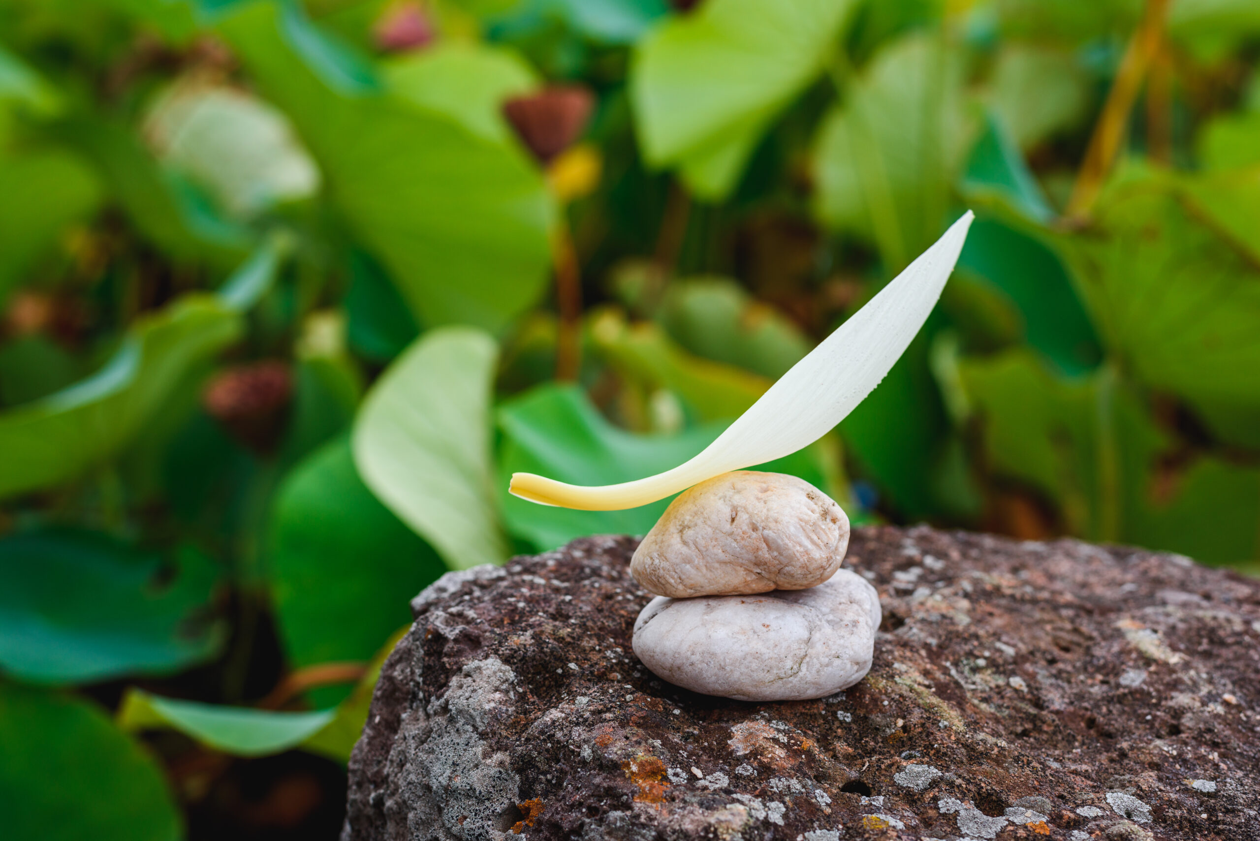 Understanding Dosha Imbalances: What to Do When Symptoms Overlap