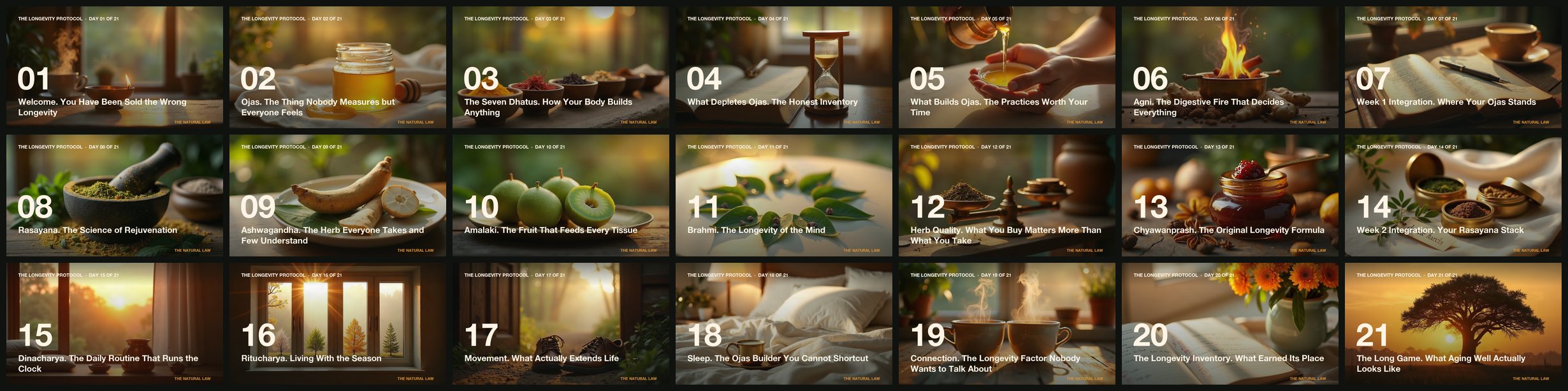 All 21 daily lesson cards of The Longevity Protocol